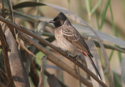 Red-vented Bulbul