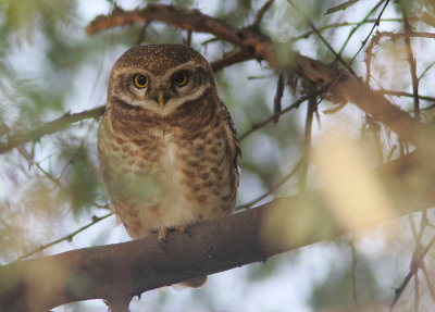 Spotted Owlet