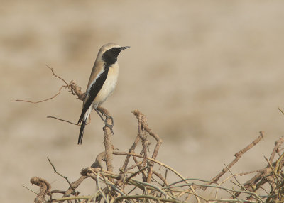 Desert Wheatear