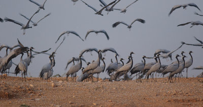 Demoiselle Crane