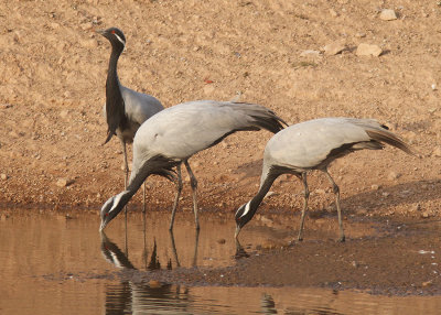 Demoiselle Crane