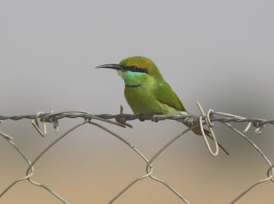 Green Bee-eater