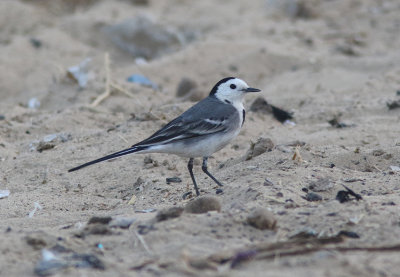 White Wagtail