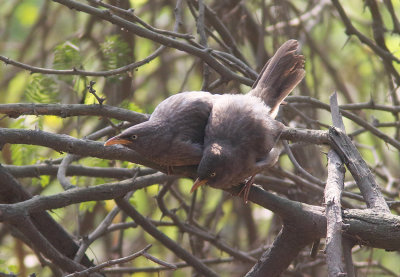 Jungle Babbler 