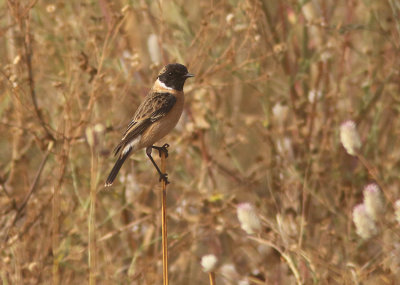 Siberian Stonechat