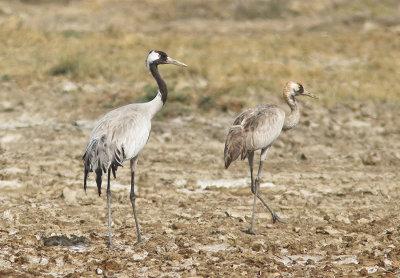 Common Crane 