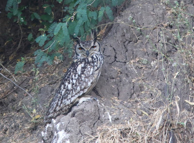 Indian Eagle-Owl