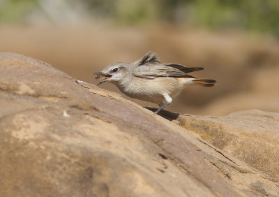 Red-tailed Wheatear