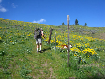 1spring flowers.jpg