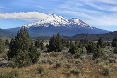 Mt. Shasta