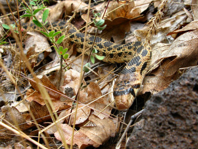 Gopher Snake