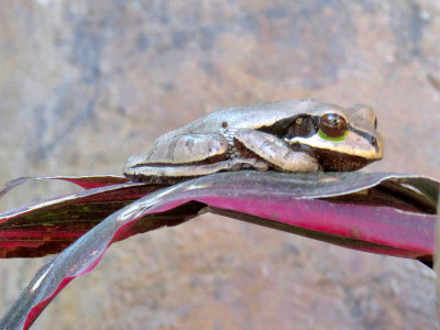 1treefrog1a.jpg