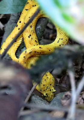 1eyelash viper1.jpg