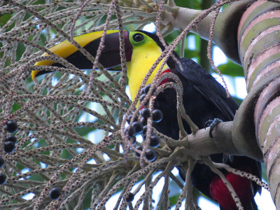 Tortugueros, Costa Rica