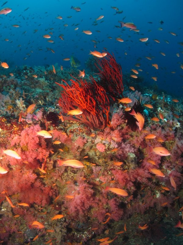 Soft Coral and anthias