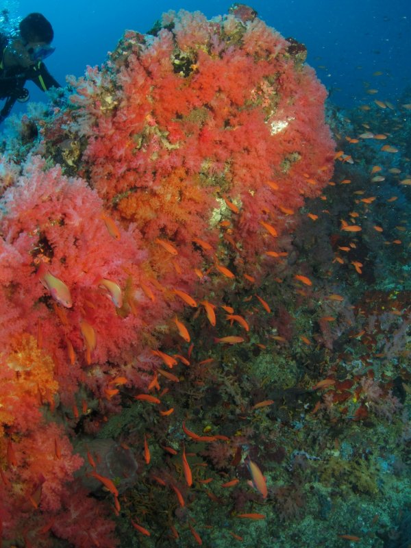 Soft Corals at The Canyons