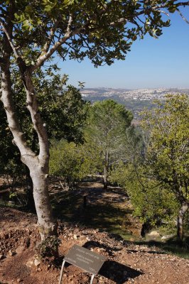 Yad Vashem Avenue of The Righteous