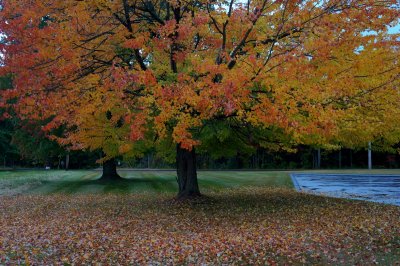 Leaves start to fall