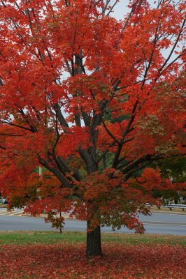 Fire Red Maple