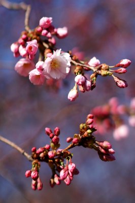 Cherry Blossoms