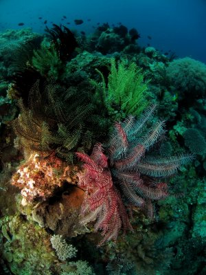 Crinoids on the reef