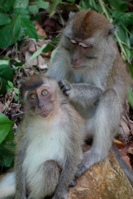 Monkey Grooming