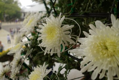 Chrysanthemums