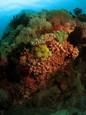 Puerto Galera Diving