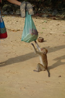 Monkey trying to get the food