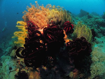 Puerto Galera Dive 2.jpg