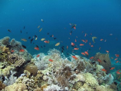 Puerto Galera Dive 3.jpg