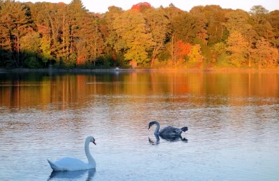 Swans at Horn Pond