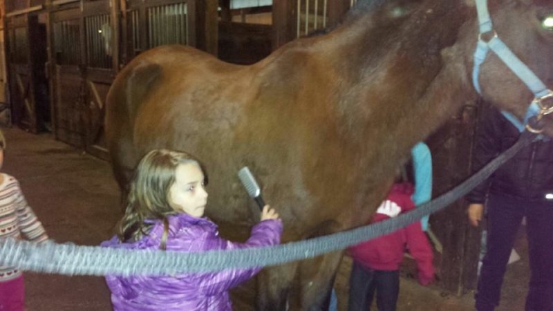 Lilli brushing the horse,Its alot bigger than Slinger