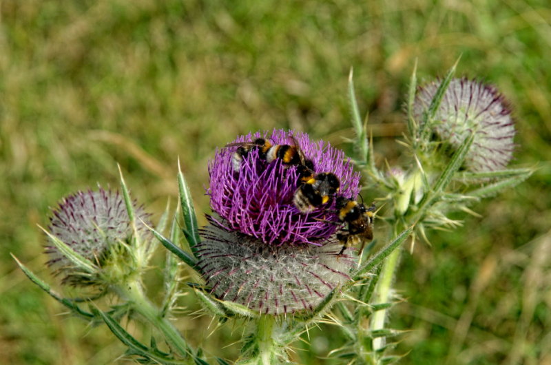 making a bee line