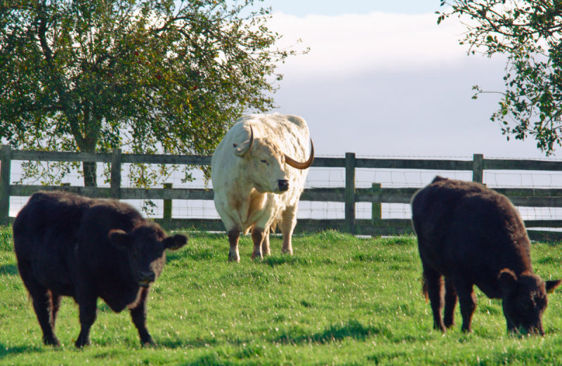 White Park cow