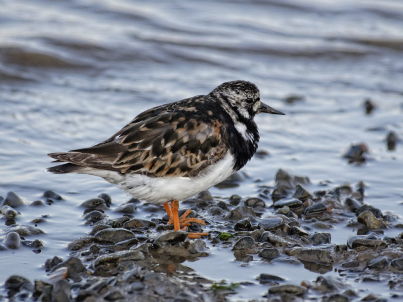 young Turnstone (Arenaria Interpres) - thank you Torben
