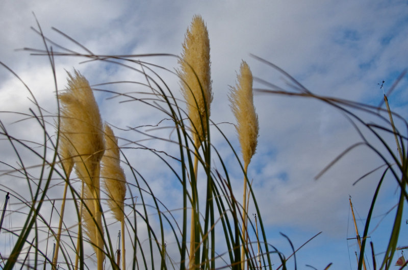 blowing in the wind