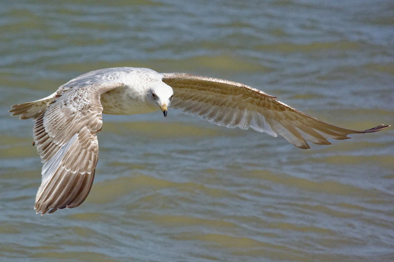 flight of the young herring gull