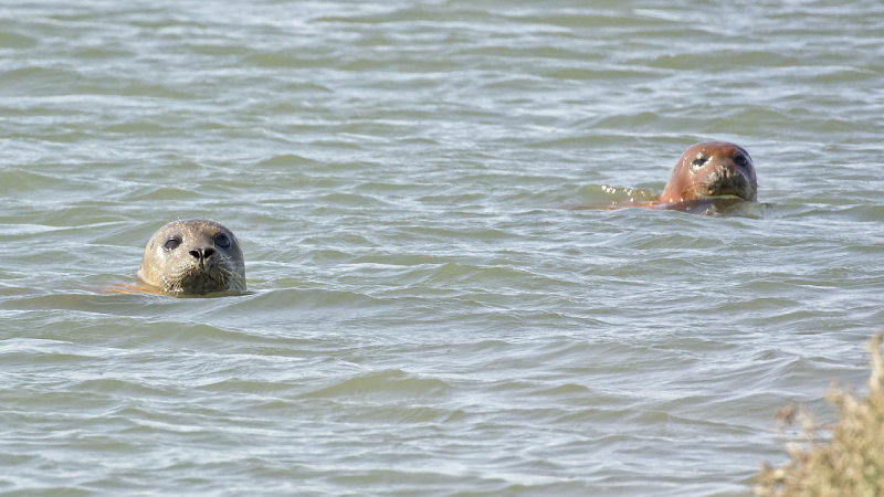 The water is lovely, why dont you come in?