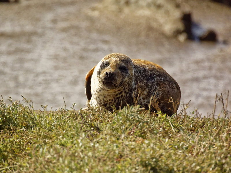 Another seal