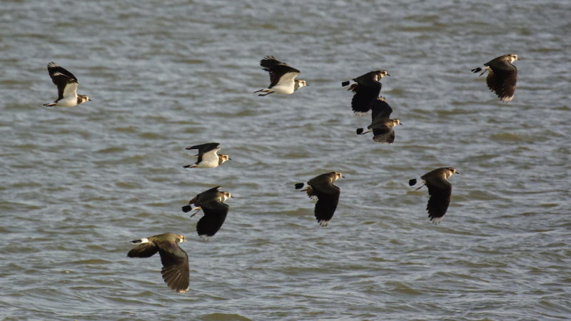 Lapwings taking off