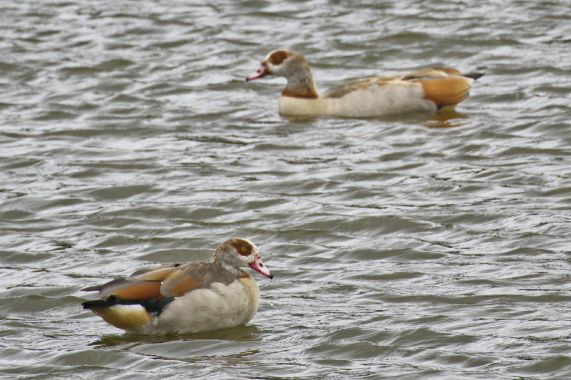 Egyptian Goose