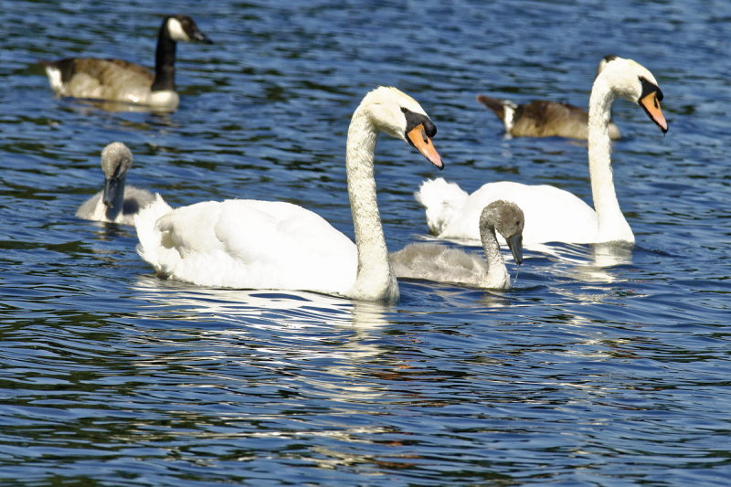 Swan family in general parade