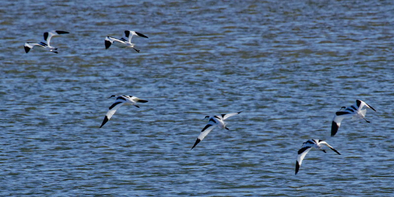 Avocet flight time