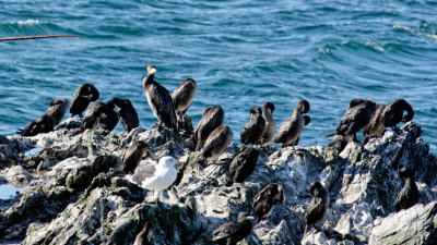 cormorants chilling out by the lighthouse