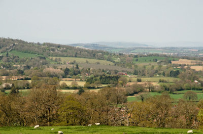 churches and blossom