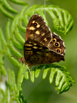 Speckled Wood - Pararge aegeria 
