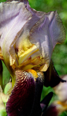 Garden flowers - summer