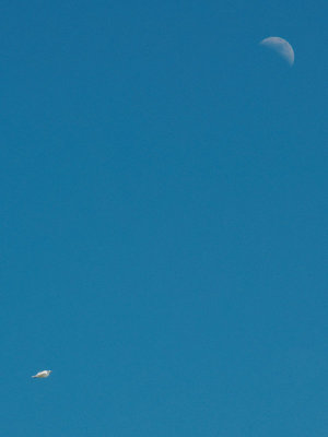 gullscape 2