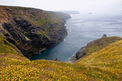 cliffs west of Porthtowan 2013